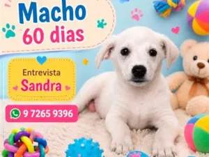 Cachorro raça SRD-ViraLata idade 2 a 6 meses nome Thor