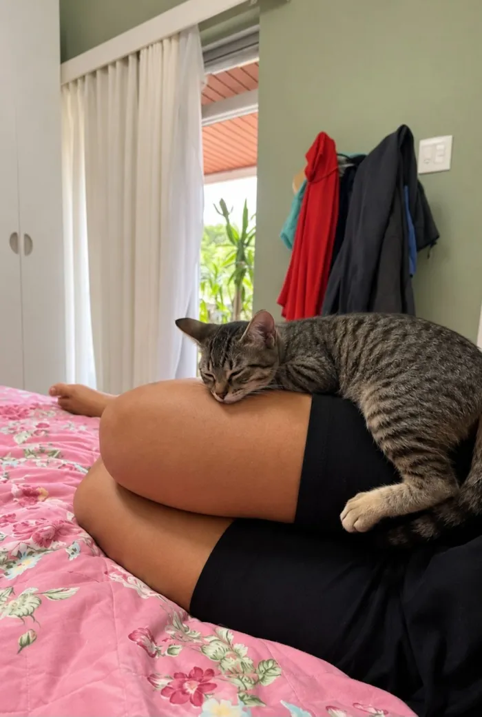 Gato raça SRD-ViraLata idade 2 a 6 meses nome Rico