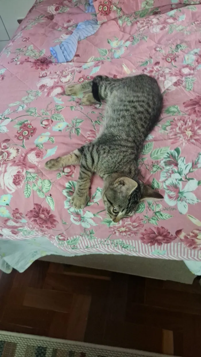 Gato raça SRD-ViraLata idade 2 a 6 meses nome Rico