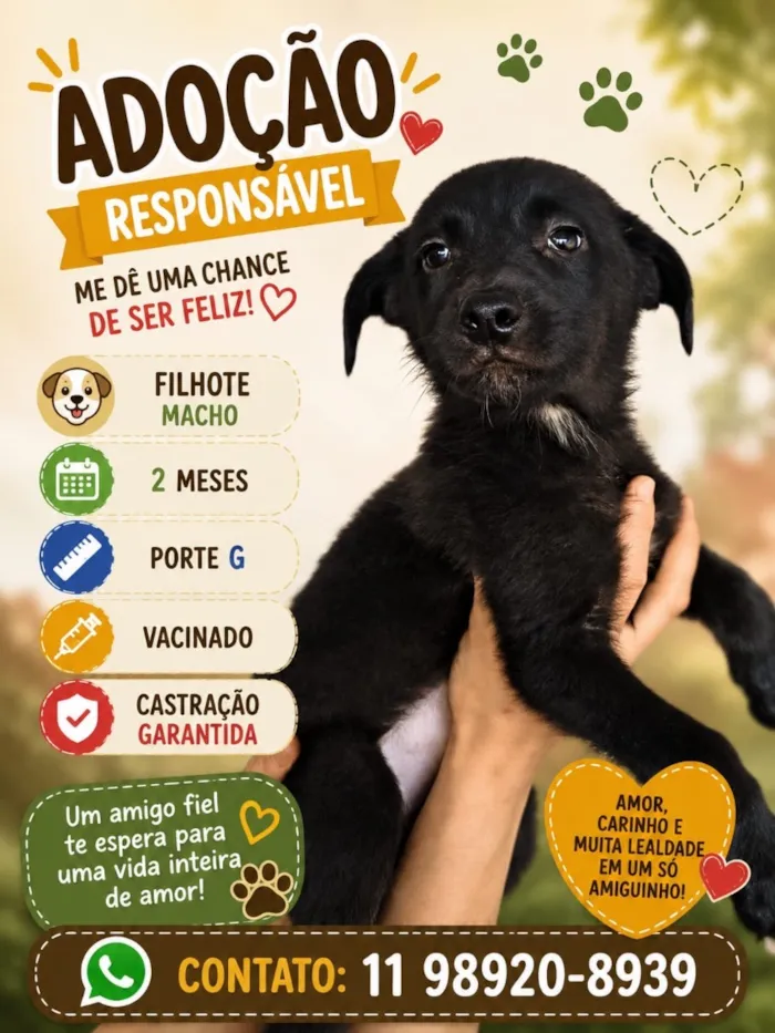 Cachorro raça SRD-ViraLata idade 2 a 6 meses nome Bento