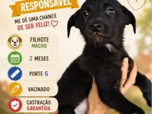 Cachorro raça SRD-ViraLata idade 2 a 6 meses nome Bento