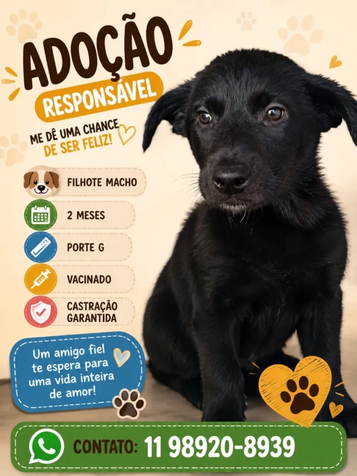 Cachorro raça SRD-ViraLata idade 2 a 6 meses nome Zeca