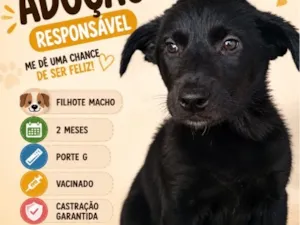 Cachorro raça SRD-ViraLata idade 2 a 6 meses nome Zeca