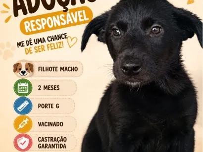Cachorro raça SRD-ViraLata idade 2 a 6 meses nome Zeca