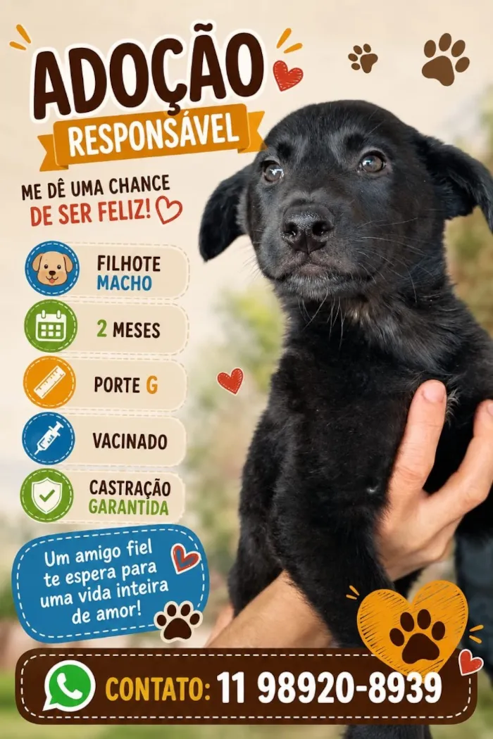 Cachorro raça SRD-ViraLata idade 2 a 6 meses nome Marley