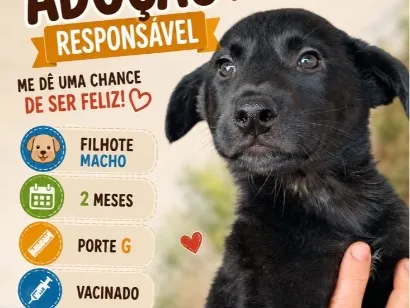 Cachorro raça SRD-ViraLata idade 2 a 6 meses nome Marley