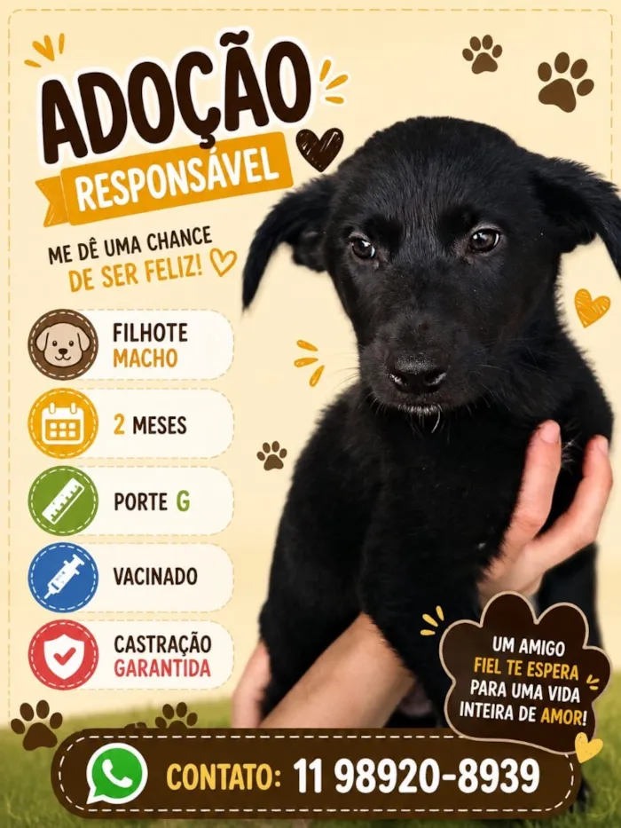 Cachorro raça SRD-ViraLata idade 2 a 6 meses nome Fred