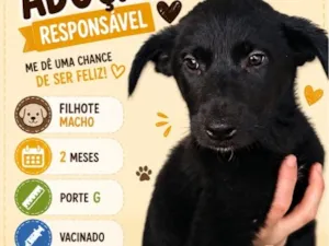 Cachorro raça SRD-ViraLata idade 2 a 6 meses nome Fred