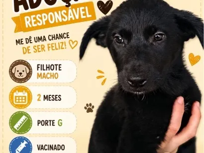 Cachorro raça SRD-ViraLata idade 2 a 6 meses nome Fred