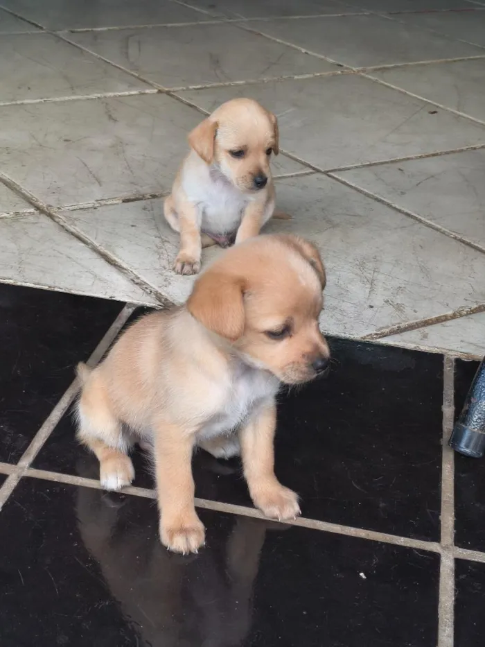 Cachorro raça SRD-ViraLata idade 2 a 6 meses nome sem nome