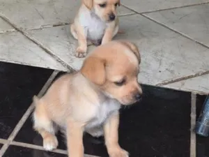 Cachorro raça SRD-ViraLata idade 2 a 6 meses nome sem nome