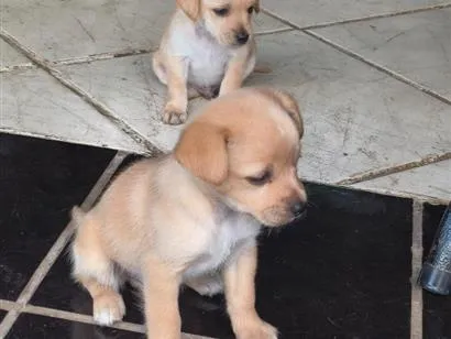 Cachorro raça SRD-ViraLata idade 2 a 6 meses nome sem nome