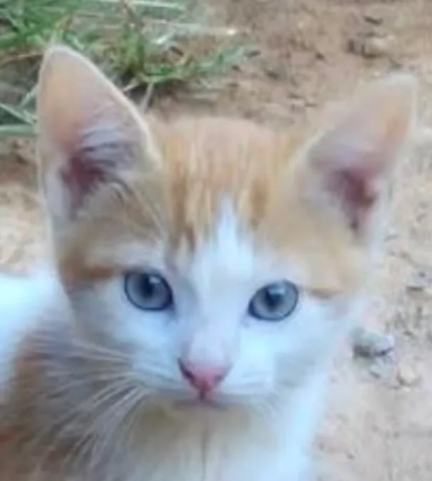 Gato raça SRD-ViraLata idade 2 a 6 meses nome Tody