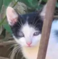Teo