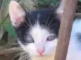 Teo