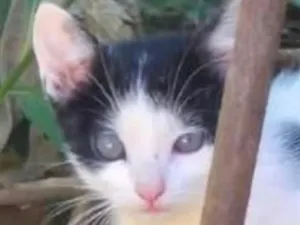 Gato raça SRD-ViraLata idade 2 a 6 meses nome Teo