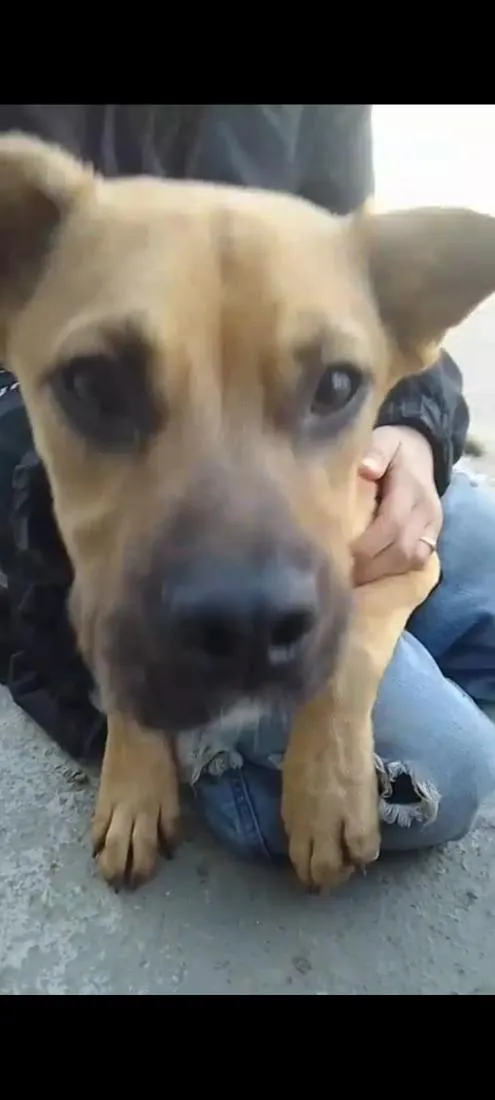 Cachorro raça SRD-ViraLata idade 7 a 11 meses nome sammy