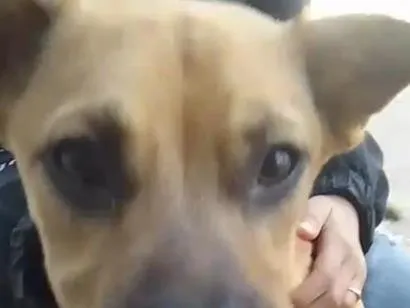 Cachorro raça SRD-ViraLata idade 7 a 11 meses nome sammy