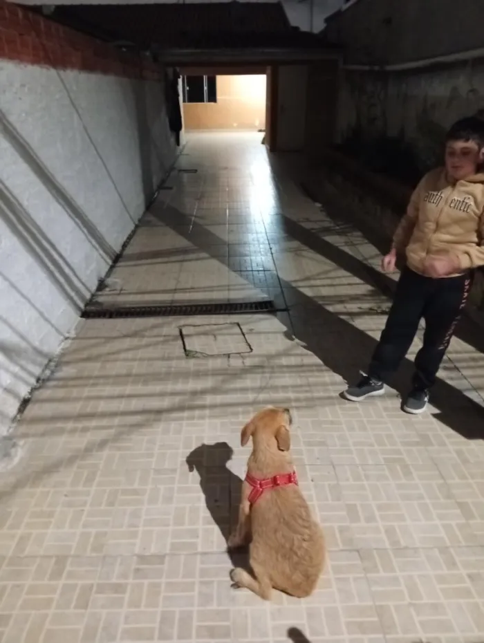 Cachorro raça SRD-ViraLata idade 2 a 6 meses nome não tem