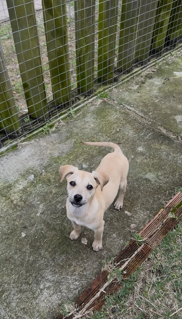 Cachorro raça SRD-ViraLata idade 2 a 6 meses nome Shelby