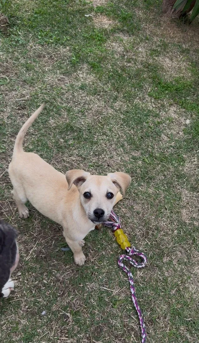 Cachorro raça SRD-ViraLata idade 2 a 6 meses nome Shelby