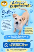 Shelby