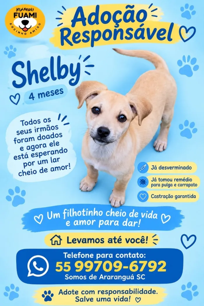Cachorro raça SRD-ViraLata idade 2 a 6 meses nome Shelby