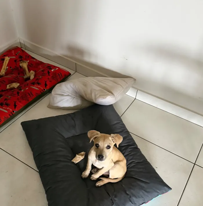 Cachorro raça SRD-ViraLata idade 2 a 6 meses nome Shelby