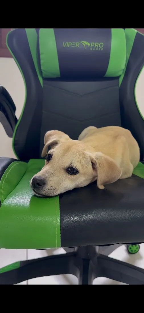 Cachorro raça SRD-ViraLata idade 2 a 6 meses nome Shelby
