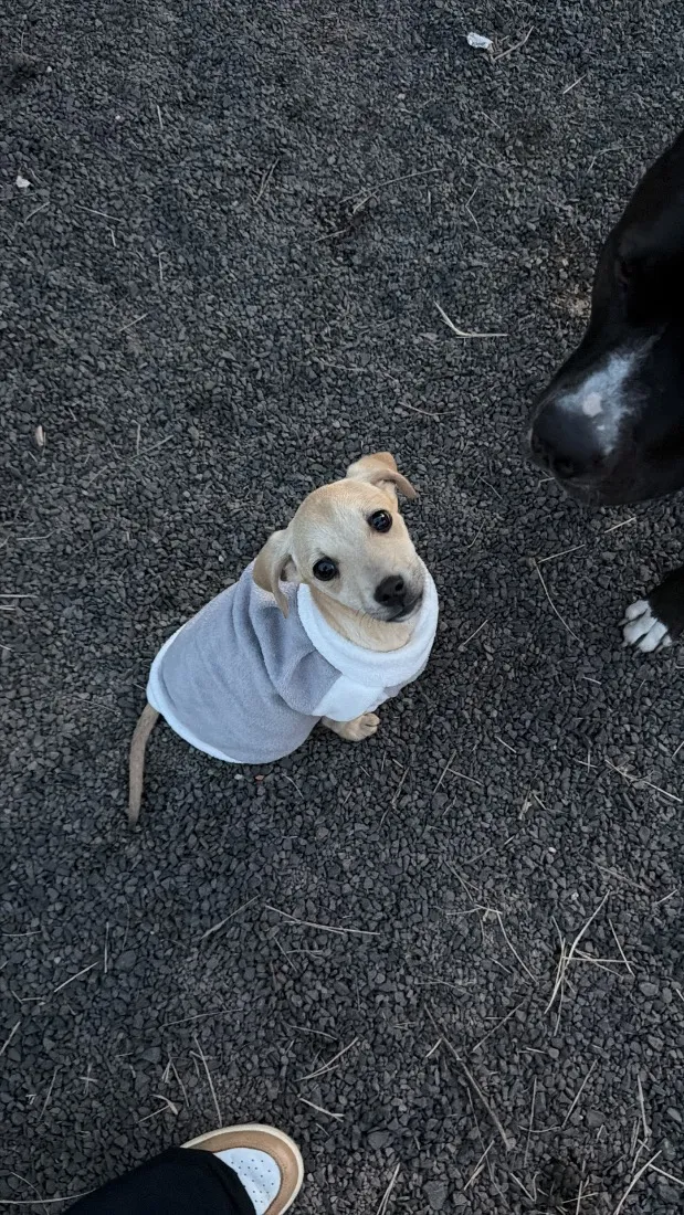 Cachorro raça SRD-ViraLata idade 2 a 6 meses nome Shelby