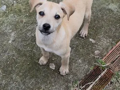 Cachorro raça SRD-ViraLata idade 2 a 6 meses nome Shelby