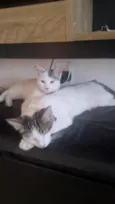 Jade e Rubi