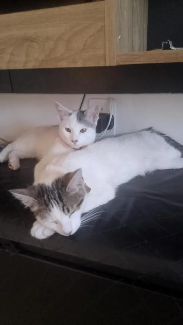 Gato raça SRD-ViraLata idade 7 a 11 meses nome Jade e Rubi