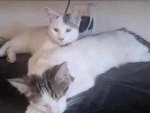 Gato raça SRD-ViraLata idade 7 a 11 meses nome Jade e Rubi