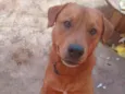 Scooby