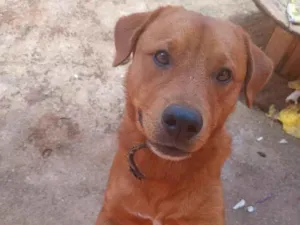 Cachorro raça SRD-ViraLata idade 1 ano nome Scooby