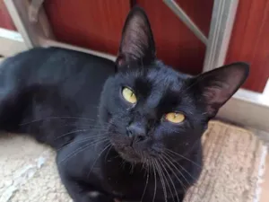 Gato raça SRD-ViraLata idade 1 ano nome Bruce