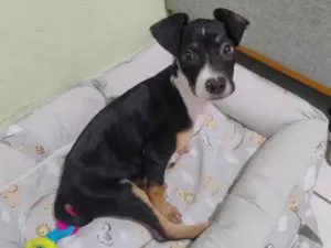 Cachorro raça SRD-ViraLata idade 2 a 6 meses nome Khira 