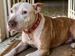 Cachorro raça SRD-ViraLata idade 1 ano nome Lily