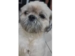 Cachorro raça Shitzu idade 4 anos nome Fred