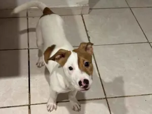 Cachorro raça Pit-Bull idade 2 a 6 meses nome bradock 