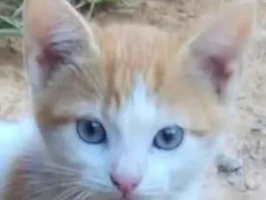 Gato raça SRD-ViraLata idade 2 a 6 meses nome Tody