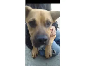 Cachorro raça SRD-ViraLata idade 7 a 11 meses nome sammy