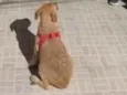 não tem