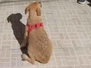 Cachorro raça SRD-ViraLata idade 2 a 6 meses nome não tem