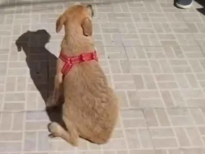 Cachorro raça SRD-ViraLata idade 2 a 6 meses nome não tem