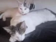 Jade e Rubi