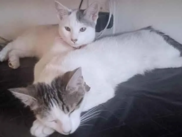 Gato raça SRD-ViraLata idade 7 a 11 meses nome Jade e Rubi