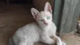 josé