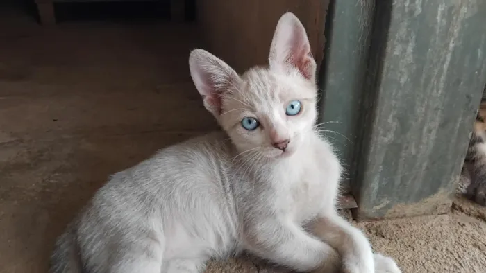Gato raça SRD-ViraLata idade 2 a 6 meses nome josé
